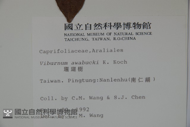 珊瑚樹藏品圖，第2張