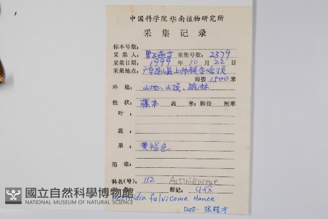 棕毛獼猴桃藏品圖，第2張