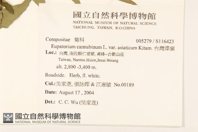 台灣澤蘭藏品圖，第2張