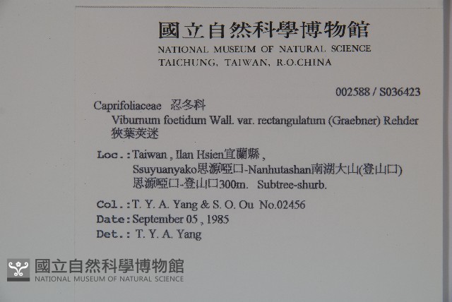 狹葉莢迷藏品圖，第2張