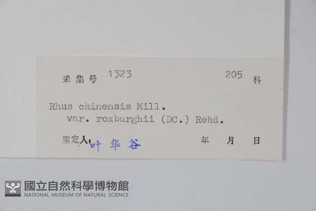 濱鹽膚木、羅氏鹽膚木藏品圖，第2張