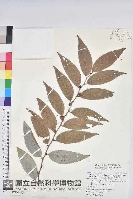 心基葉溲疏藏品圖，第1張