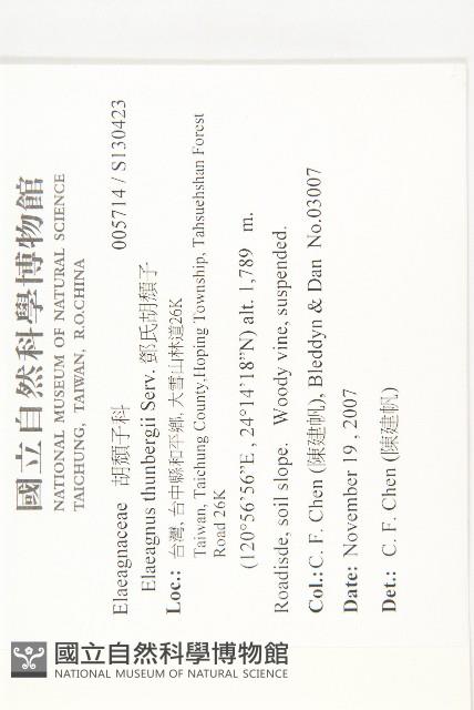 鄧氏胡頹子藏品圖，第2張