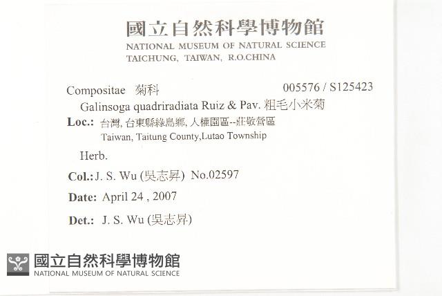 粗毛小米菊藏品圖，第2張