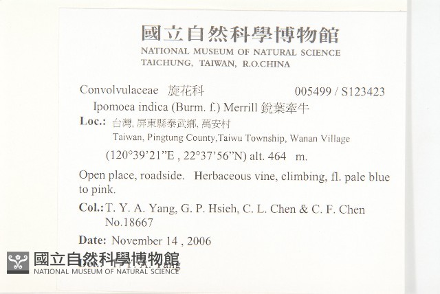 銳葉牽牛藏品圖，第2張