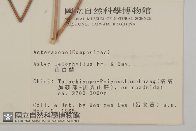 山白蘭藏品圖，第2張