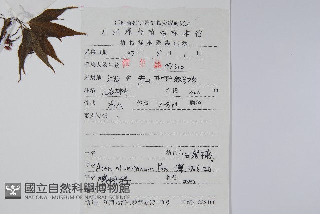 五裂槭藏品圖，第2張