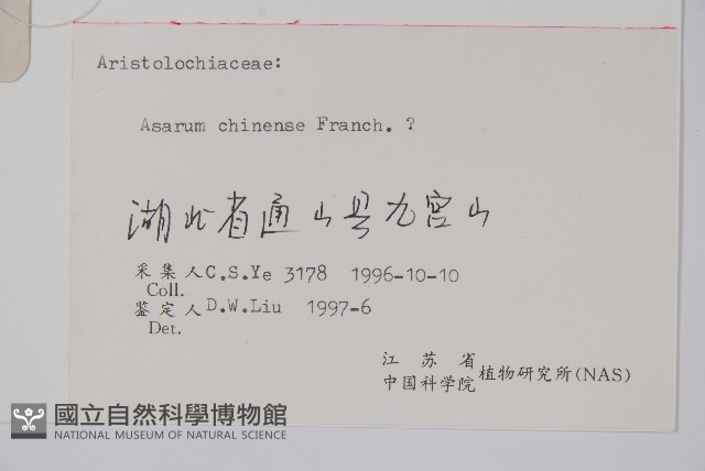 細辛藏品圖，第2張