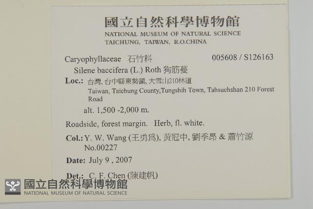 台灣月桃藏品圖，第2張