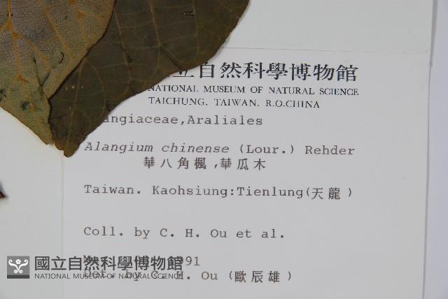 華八角楓藏品圖，第2張