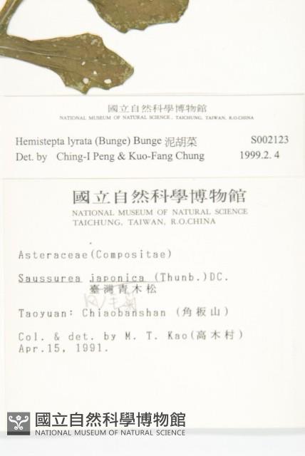 泥胡菜藏品圖，第2張