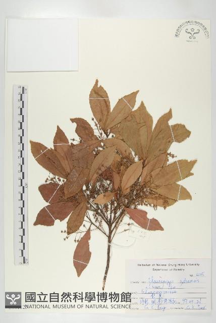 杜英、山杜英、蘭嶼杜英藏品圖，第1張