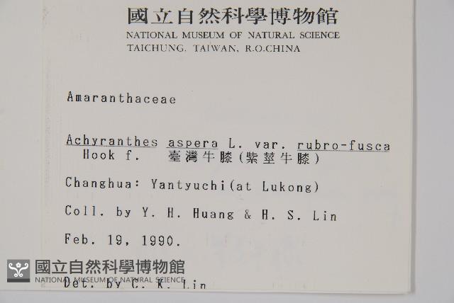 紫莖牛膝、台灣牛膝藏品圖，第2張