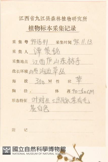 小米菊藏品圖，第2張