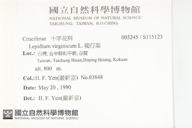 獨行菜藏品圖，第2張