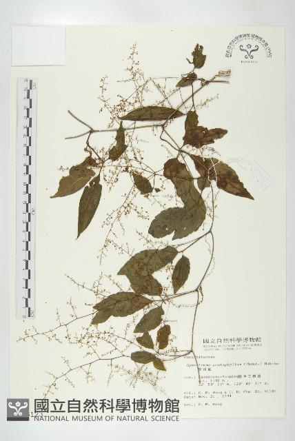 絞股藍藏品圖，第1張