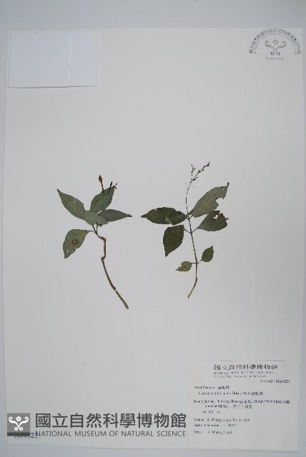 針刺草藏品圖，第1張