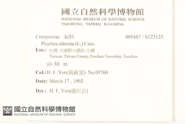 香闊苞菊藏品圖，第2張