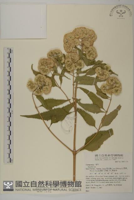 假澤蘭藏品圖，第1張