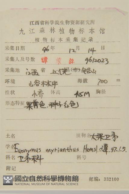 大果衛矛藏品圖，第2張