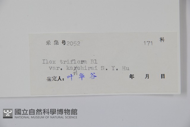 金平氏冬青藏品圖，第2張