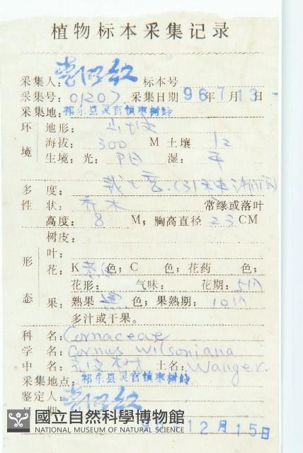 光皮樹藏品圖，第2張