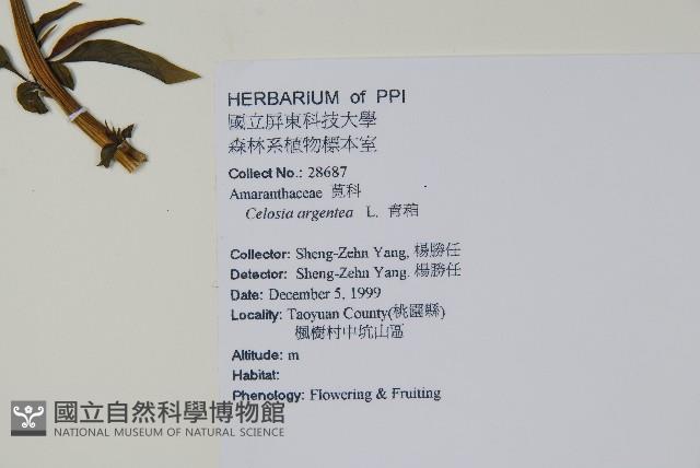 Feather cokscomb Collection Image, Figure 2, Total 2 Figures