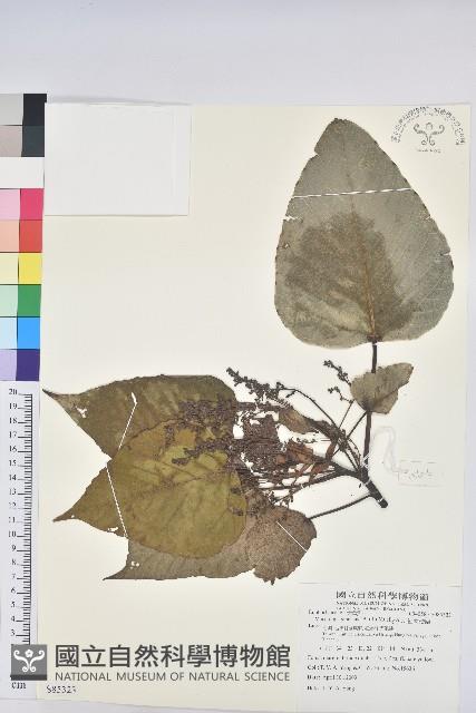 紅肉橙蘭、華血桐藏品圖，第1張