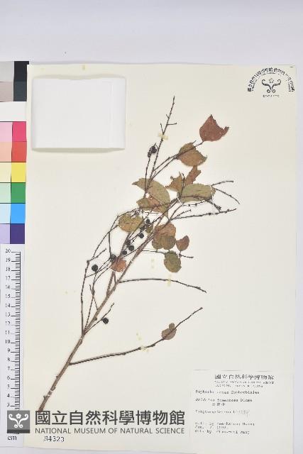 土密樹藏品圖，第1張