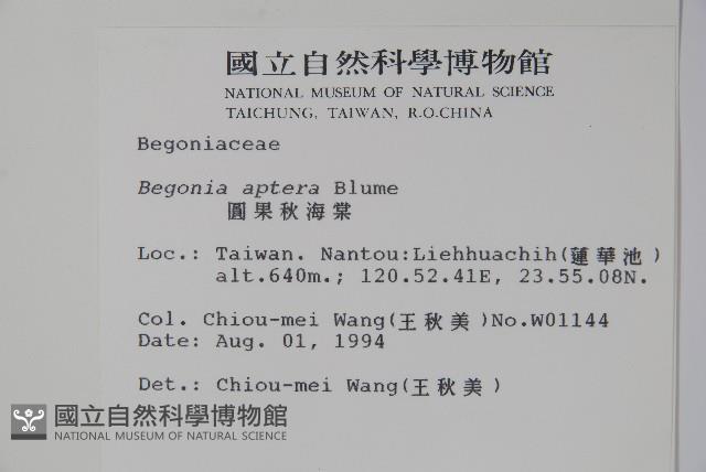 圓果秋海棠藏品圖，第2張