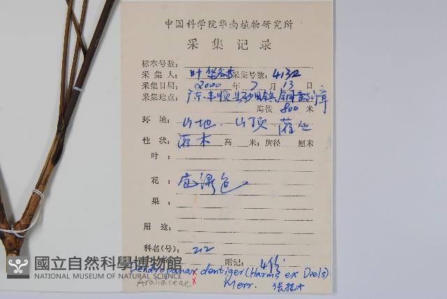 樹參藏品圖，第2張