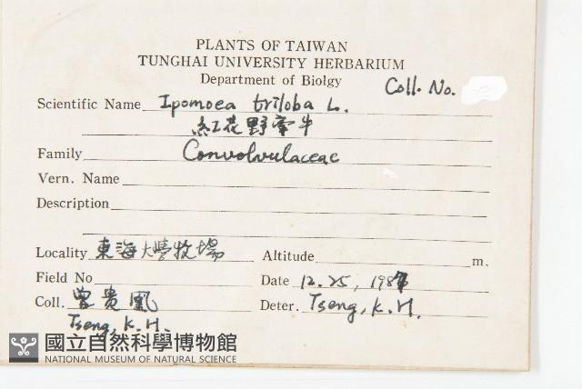 紅花野牽牛藏品圖，第2張