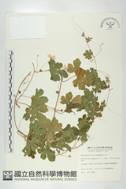 小苦瓜藏品圖，第1張