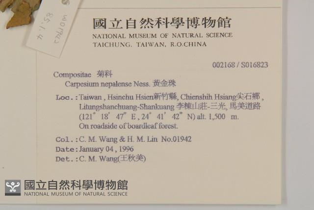 黃金珠藏品圖，第2張