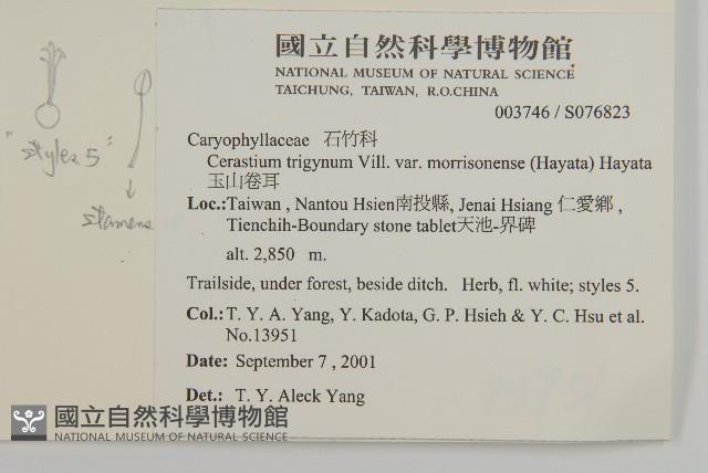 玉山卷耳藏品圖，第2張