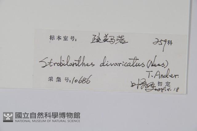 疏花馬藍藏品圖，第2張