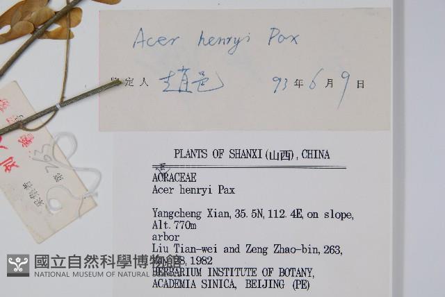 建始槭藏品圖，第2張