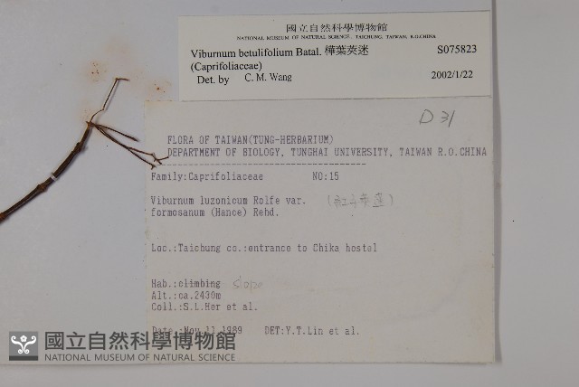 樺葉莢迷、玉山莢迷藏品圖，第2張
