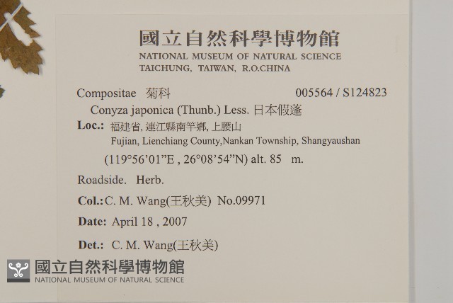 日本假蓬藏品圖，第2張