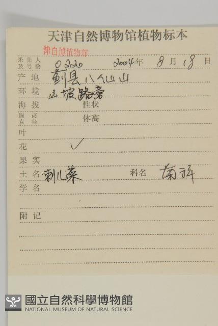 大刺兒菜藏品圖，第2張