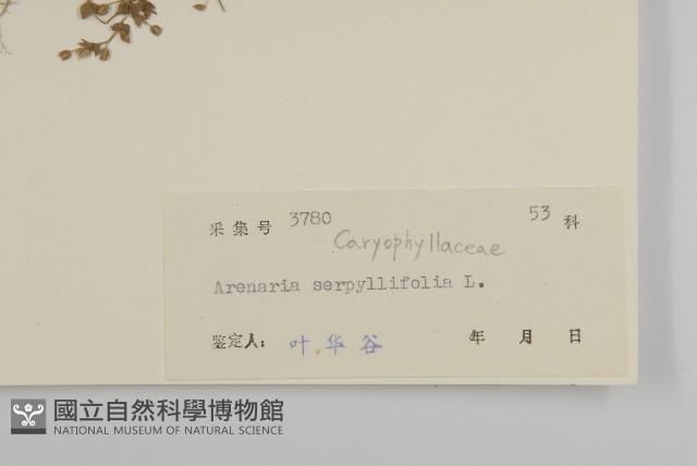 無心菜、鵝不食草藏品圖，第2張