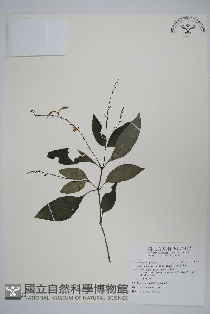 針刺草藏品圖，第1張