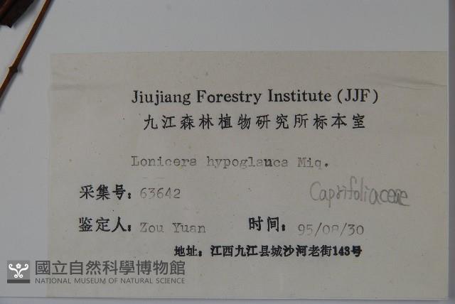 裡白忍冬、紅腺忍冬藏品圖，第2張