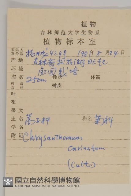 粉環菊藏品圖，第2張