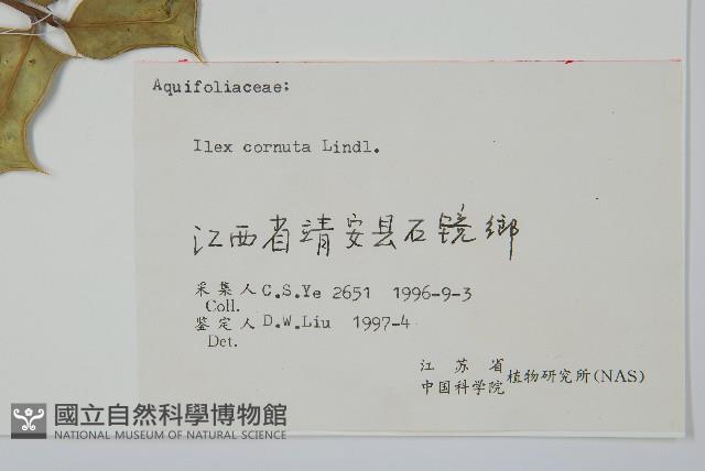 枸骨藏品圖，第2張