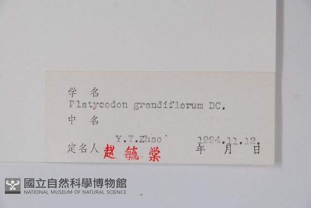 桔梗藏品圖，第2張