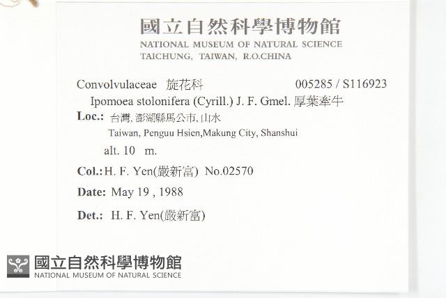 厚葉牽牛藏品圖，第2張