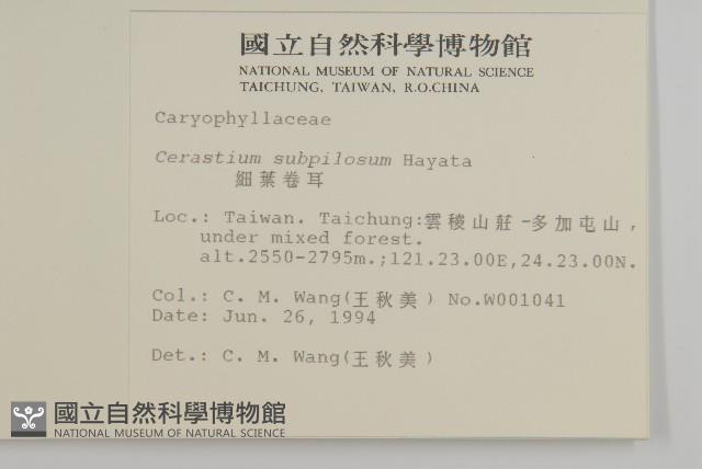 細葉卷耳藏品圖，第2張