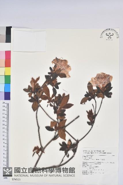 金毛杜鵑藏品圖，第1張