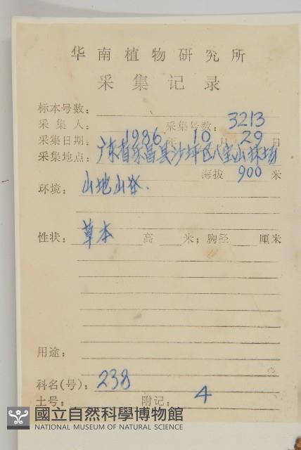 角菜、珍珠菜藏品圖，第2張